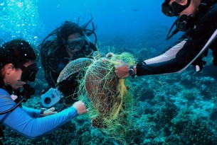 UN report finds more sea animal species harmed by marine debris