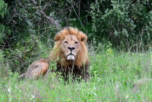 Why a life entertaining tourists is no life for a lion
