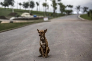 Stray dog sitting in the road