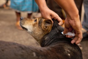 Our call to governments to commit to ending rabies by 2030