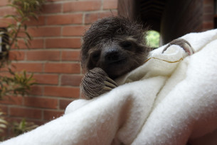 Baby three-toed sloth thriving after rescue