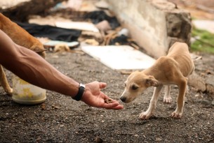 Protecting animals in disasters