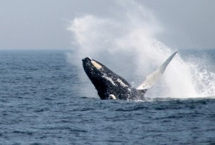 Success! International Whaling Commission to protect whales from ghost gear entanglement