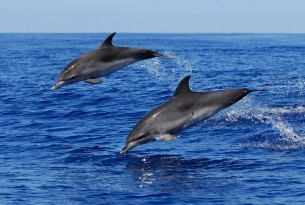 wild dolphins