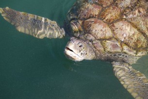 Change urgently needed at Cayman Turtle Farm