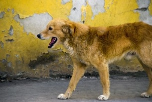 Mexico just proved that vaccinating dogs is how you end rabies