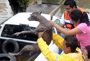 Saving animals in times of disaster