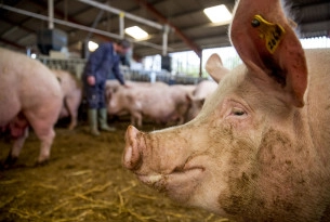 Pigs outsmart people by staging nightly escapes