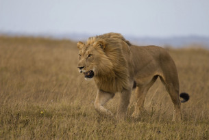 A wild lion stalking in a national park in Africa. iStock. by Getty Images