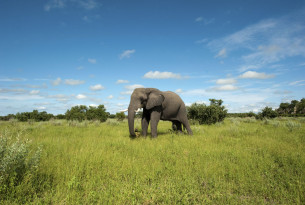 Over 200 elephant-friendly travel companies