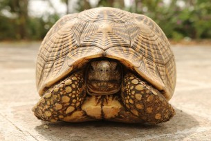 Loopholes in cruel illegal wildlife trade are driving tortoises towards extinction