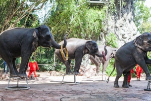 Elephants giving a performance in front of a large crowd of tourists at a wildlife venue in Thailand