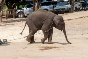 Pictured at a venue where elephants are kept in captivity and used to entertain tourists.