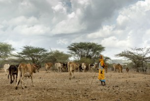A maasai woman with her cows in Kajiado County, Kenya
