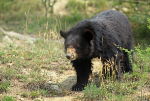 The Balkasar bear sanctuary will be extended