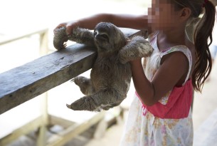 Wild animals rescued from a life as photo props in Peru 