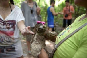 Local sloths are taken from the wild and used for harmful selfies with tourists, in Manaus, Brazil