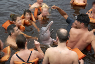 Tourists can pay for harmful close encounters and selfies with the Amazon river dolphins (boto) in Manaus, Brazil.