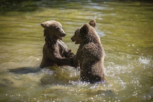 Two bear cubs playing in the water at the Romanian bear sanctuary