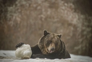 A bear playing in the snow at the Romanian Sanctuary
