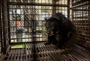 Working to end bear bile farms in Vietnam