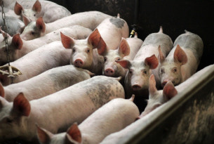 Superbugs found in pork sold on supermarket shelves in Spain, Thailand and Brazil