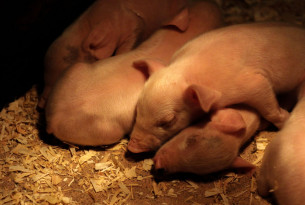 Life on a pig farm: expectations vs. reality