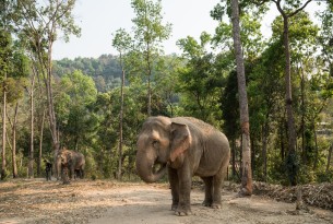 Admiring wildlife from afar: Thai venue pioneers elephant-friendly transition