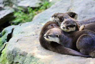 6 Fun facts about animal siblings