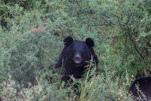 Rescue update: Rene the Asiatic black bear