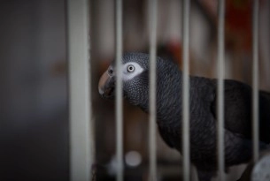 A day in the life of a pet parrot