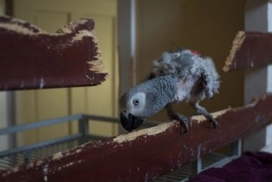 African grey parrot - Wildlife. Not pets - World Animal Protection