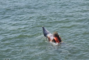 10-year-old attacked by dolphins: the dangers of wild animal interactions