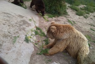 Organic farm grows carrots for Balkasar bears