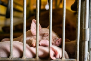 Piglets are forced to endure painful mutilations in intensive farming. It’s time to end their suffering.