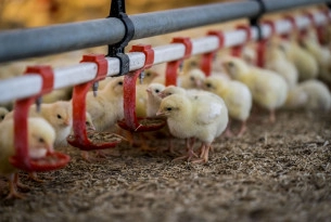 5 cool things you didn’t know about chickens