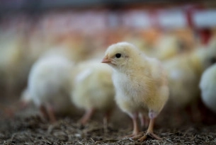Higher welfare chicken farming is not as expensive as you thought