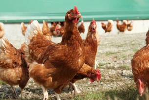 World Animal Protection applauds Egg Farmers of Canada’s commitment to phase out battery cages