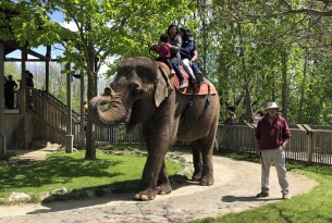 Let's talk about elephant rides and shows at African Lion Safari | World  Animal Protection