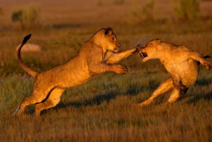 Two lions playing. Taken in Botswana by Don Gutoski
