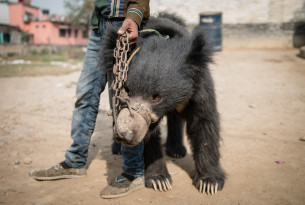 A man holding a dancing bear in Nepal