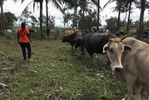 World Animal Protection Disaster Liaison Officer Dr. May Christine Espiritus visits the disaster area to treat animals affected by the sudden eruption, and identify other possible emergency needs