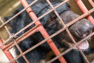 Five Asiatic black bears have been rescued from the horrific abuse of bear bile farming