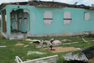 Animals in Barbuda fight to survive amongst Hurricane Irma’s destruction