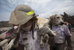 Guatemala: we’re racing to save thousands of animals after deadly Volcano of Fire erupts