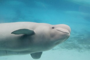 US allows aquarium to import Marineland belugas but prohibits breeding and training them for shows. Canadian approval is still needed.