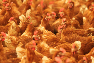 World Animal Protection applauds McDonalds’ commitment to  source cage-free eggs 