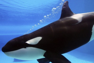 SeaWorld San Diego to phase out killer whale shows by 2017