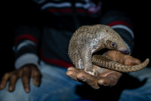 G20: Ending the wildlife trade must be your top priority this weekend