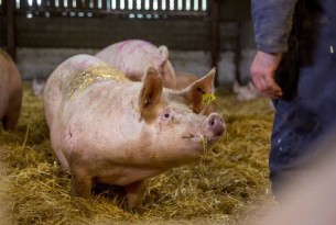 World Animal Protection and Nestle work together to protect farm animals